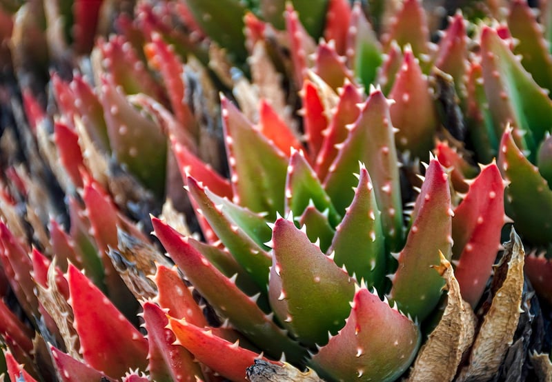 Succulent Terrarium